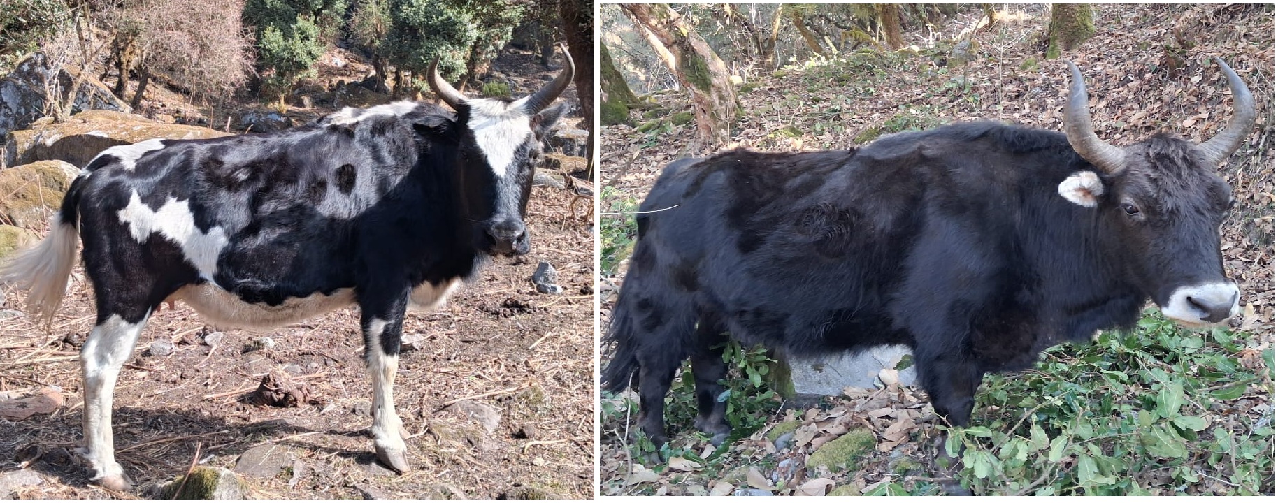 Slider Image: चौरी