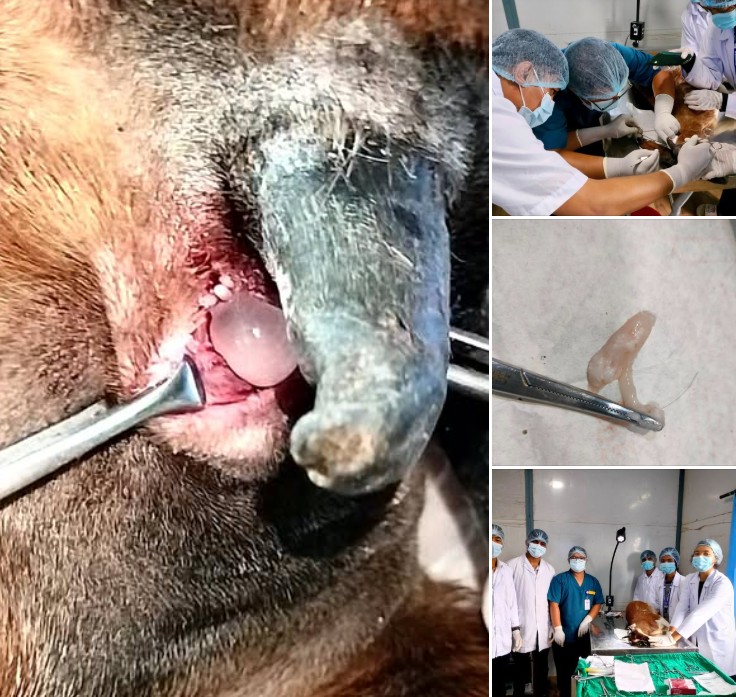 Slider Image: फनफने रोगको उपचार